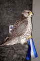 2006 girfalco